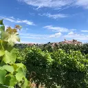 Italy, Piedmont, Dosio Vigneti - Strolling through the vineyard