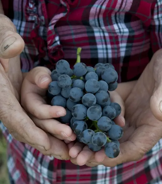 Italy, Piedmont, Cantine Povero - Tasting of 5 wines
