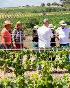 Spain, Catalonia, Cava Rovellats - Visit 360 Degrees From The Vine To The Cup