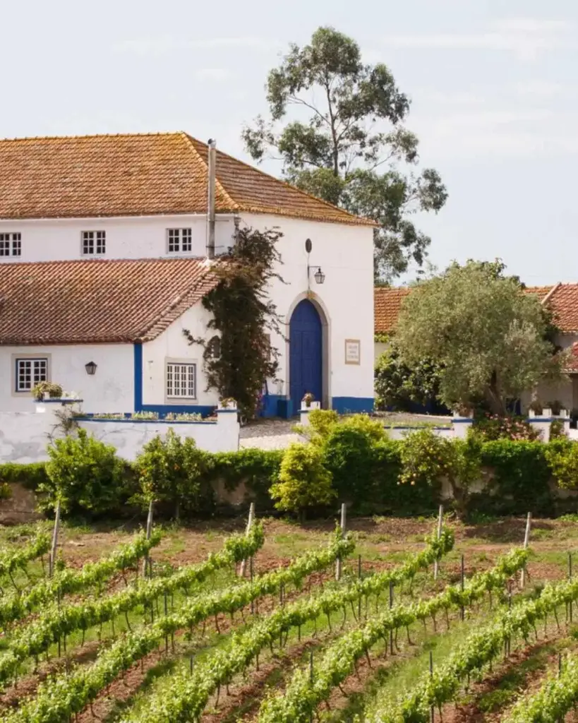 Portugal, Lisboa, Quinta do Olival da Murta - Tasting honest wines