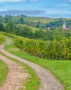 France, Alsace, Domaine Schoenheitz - Cellar visit and discovery of Alsace wines