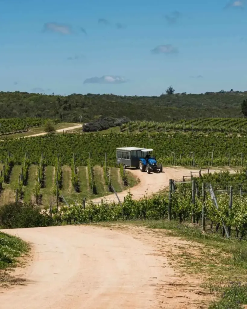 Uruguay, Oceanic Region, Bodega Garzon - Single Vineyard Tour