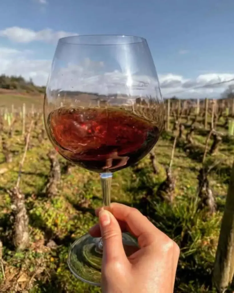 France, Burgundy, Château de Chamirey - Tasting of 5 wines with aperitif board