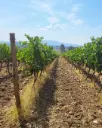 Italy, Tuscany, Camigliano -   Jeep Tour + Tasting