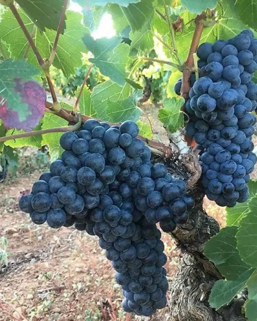 Spain, Rioja, Bodegas Loli Casado - Premium tasting experience