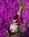 Spain, Catalonia, Giró Ribot - Visit and tasting
