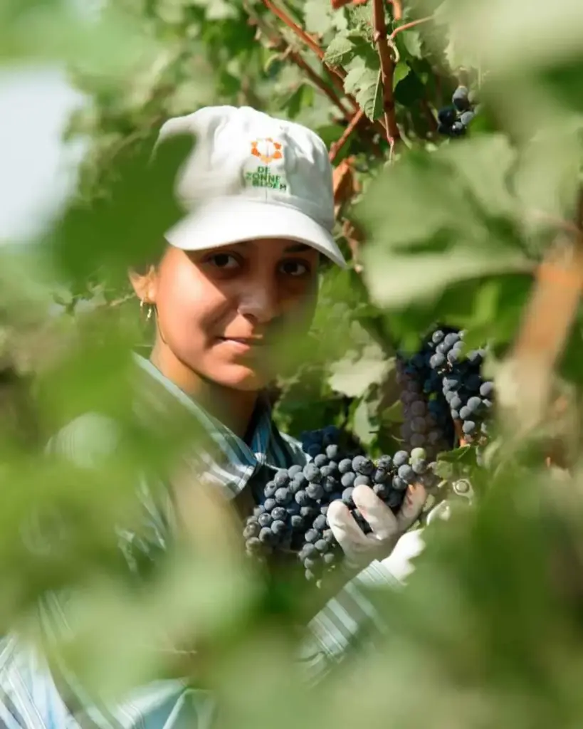 Serbia, Nisava, 100 Women Winery - Winery and Vineyards Tour