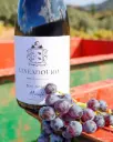 Portugal, Douro, Quinta Da Vineadouro - Lunch & Visit
