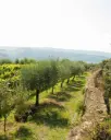 Italy, Campania, Cantine Astroni - Tour Phlegraios