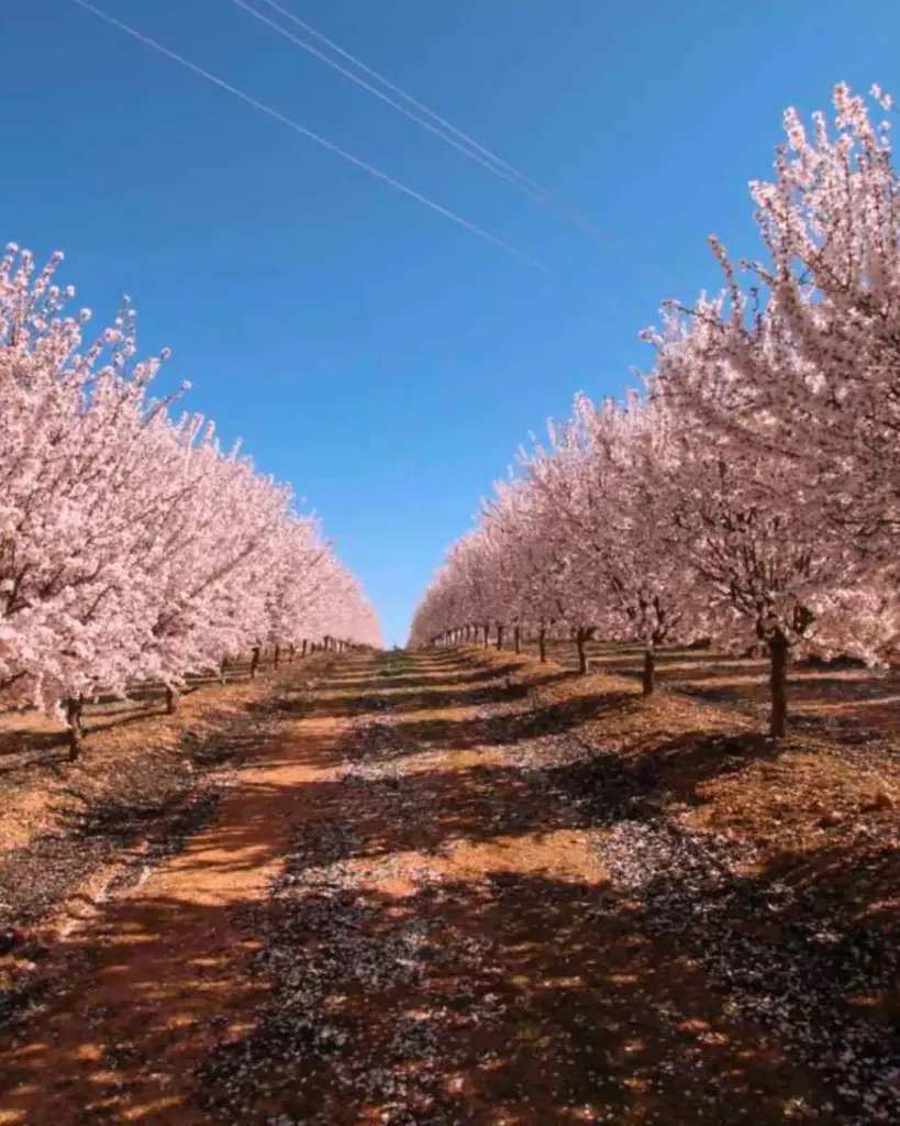 Portugal, Alentejo, Casa Relvas - Almond Tree Route