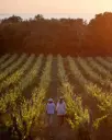 Italy, Tuscany, Tenuta Le Colonne - Classic Bolgheri Wine Tour