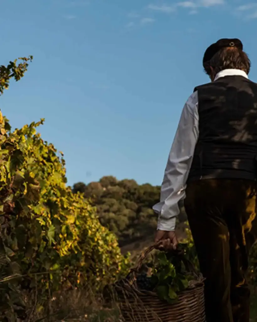 Italy, Sardinia, Colline Del Vento - Walking Through Our Vineyard And Aperitif