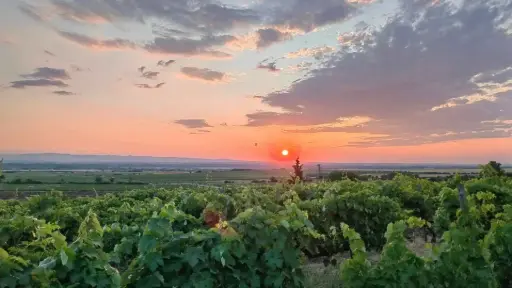 Bulgaria, Thracian Valley, From Plovdiv - From Vine to Table: Discovering Thracian Wines & Countryside Flavors