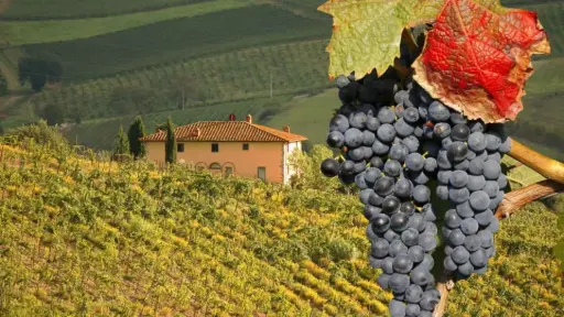 Italy, Tuscany, From Florence and Siena -Sommelier Guided Wine Tour in Chianti