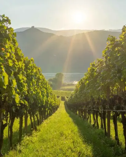 Italy, Trentino - Alto Adige, Castel Sallegg - Individual guided tasting of five wines 