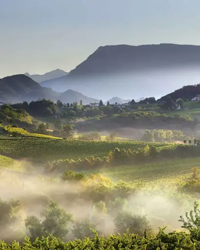 Italy, Veneto, Venice - Prosecco Winery Tasting with Food Pairing near Venice