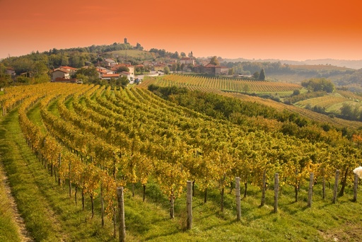 Slovenia, Goriska Brda - From Ljubljana: Goriska Brda - Wine Tasting Private Day Trip