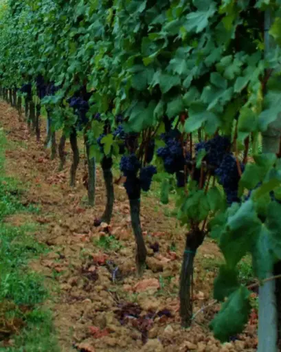 Italy, Piedmont, Massimo Rivetti - Vineyards and cellar Tour with Food and Wine Pairing