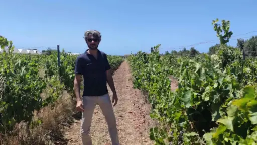 Italy, Sicily, Ragusa - Winery Tour with Wine Tasting & Local Food near Ragusa