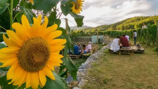 Italy, Liguria, Savona - Winery & Vineyard Tour with Wine Tasting & Food in Albenga