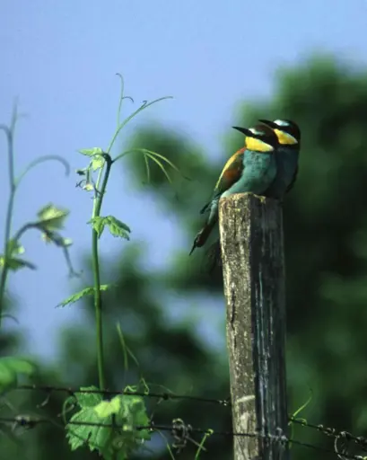 Hungary, Tokaj, Himesudvar - Vineyard tour