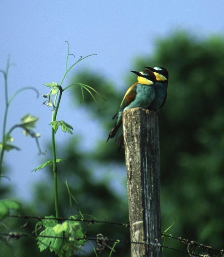 Hungary, Tokaj, Himesudvar - Vineyard tour