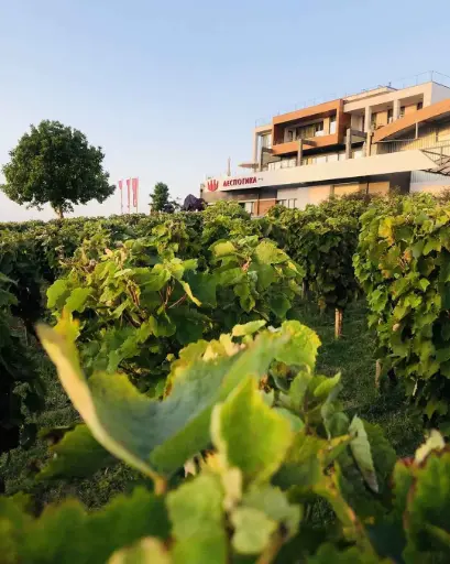 Serbia, Sumadija, Winery Despotika - Visit and Tasting 1