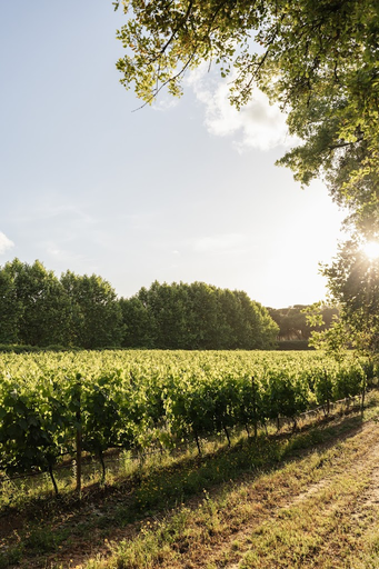 Portugal, Setubal, Herdade do Perú - Tractor Vineyards Track: Rustic Wine Tasting Experience