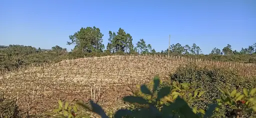 Portugal, Bairrada, Prior Lucas Wines - GASTRONOMIC EXPERIENCE IN THE PRIOR VINEYARD