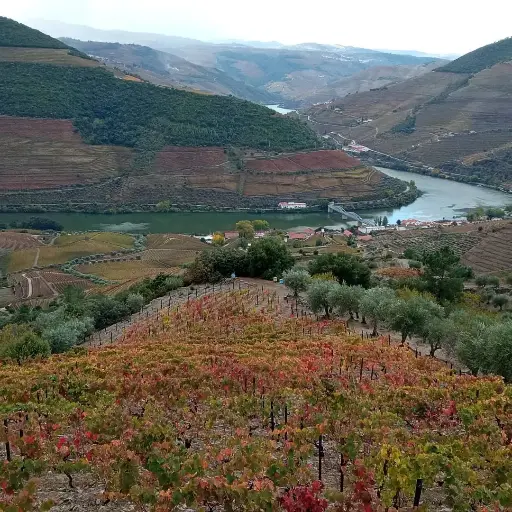 Portugal, Douro, Quinta do Jalloto - Douro Wine Flight