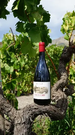 Italy, Sicily, I Custodi delle Vigne dell'Etna - Wine experience