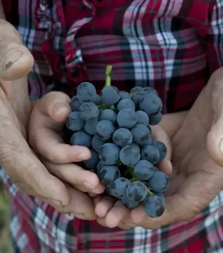 Italy, Piedmont, Cantine Povero - Tasting of 5 wines