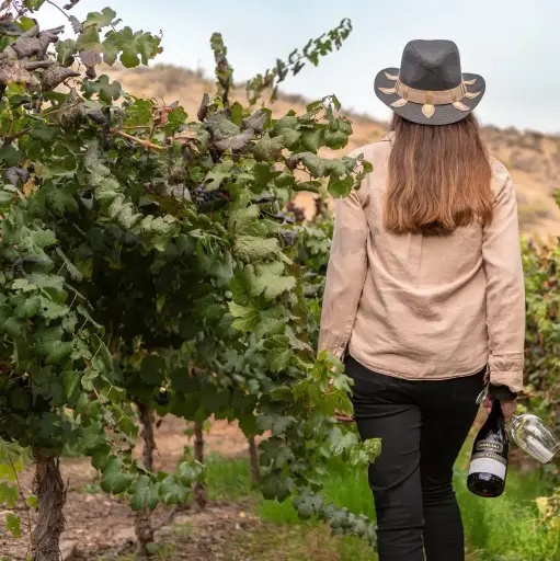 Chile, Maipo Valley, Santa Ema - Tasting and Tour