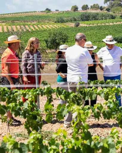 Spain, Catalonia, Cava Rovellats - Visit 360 Degrees From The Vine To The Cup