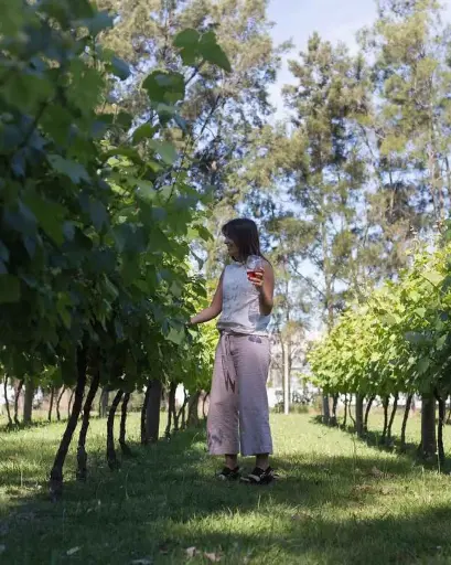Uruguay, Montevideo, Bodegas Carrau - Tour "Grandes Reservas"