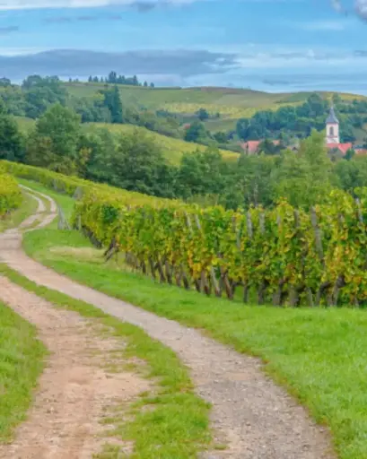 France, Alsace, Domaine Schoenheitz - Cellar visit and discovery of Alsace wines