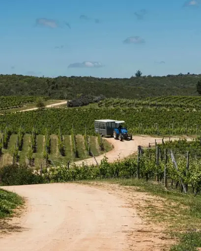 Uruguay, Oceanic Region, Bodega Garzon - Single Vineyard Tour