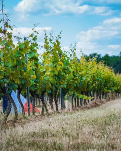 France, Burgundy, Antonin Rodet - DISCOVERY TOUR OF OUR TERROIRS
