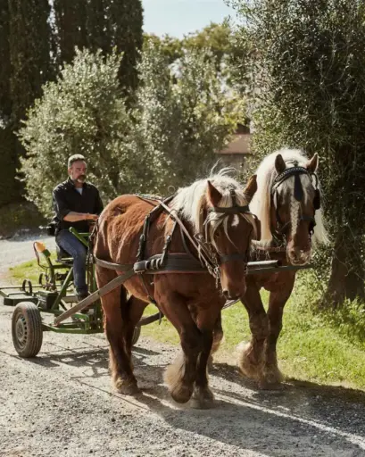 Italy, Tuscany, Gli Archi -  Wine Tour With Horses + Tasting Of 5 Wines