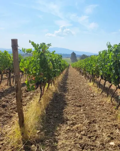 Italy, Tuscany, Camigliano -   Jeep Tour + Tasting