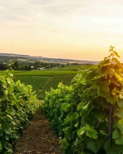 Italy, Tuscany, Tenuta Sette Ponti - Our Sangiovese