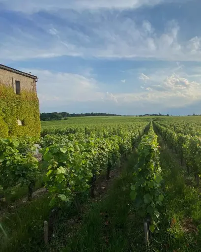 France, Bordeaux, Château Destieux - Prestige Tasting of the Dauriac Vineyards