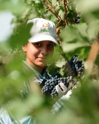 Serbia, Nisava, 100 Women Winery - Vineyards Tour
