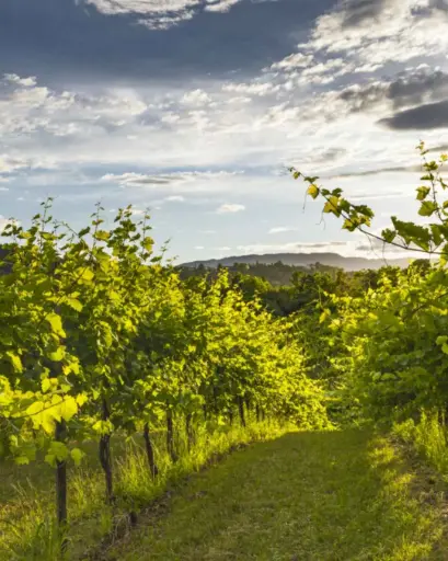 Italy, Veneto, Le Manzane - Visit Of Charity Vineyard And Winery