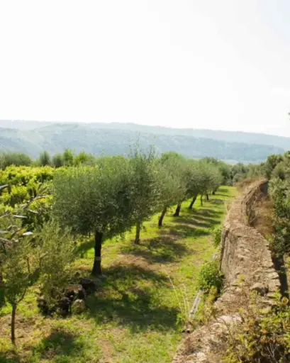 Italy, Campania, Cantine Astroni - Tour Phlegraios