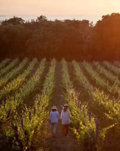 Italy, Tuscany, Tenuta Le Colonne - Classic Bolgheri Wine Tour