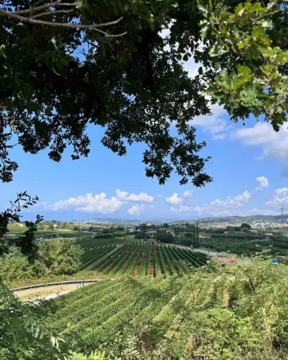 Italy, Veneto, Società Agricola Rino Sartori - Passato, Presente e Futuro