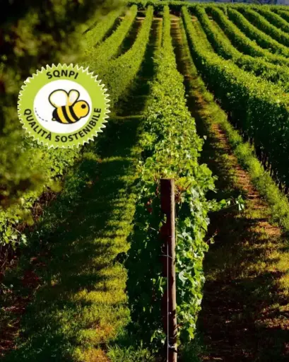 Italy, Veneto, Società Agricola Rino Sartori - Enotria- Tellus