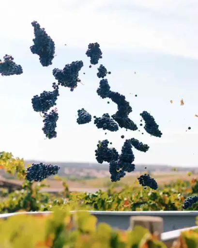 Portugal, Alentejo, Casa Relvas - Harvest program - Casa Relvas