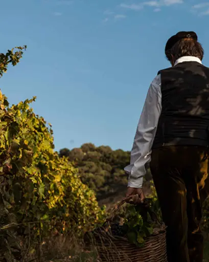 Italy, Sardinia, Colline Del Vento -  Wine Tour With Dinner